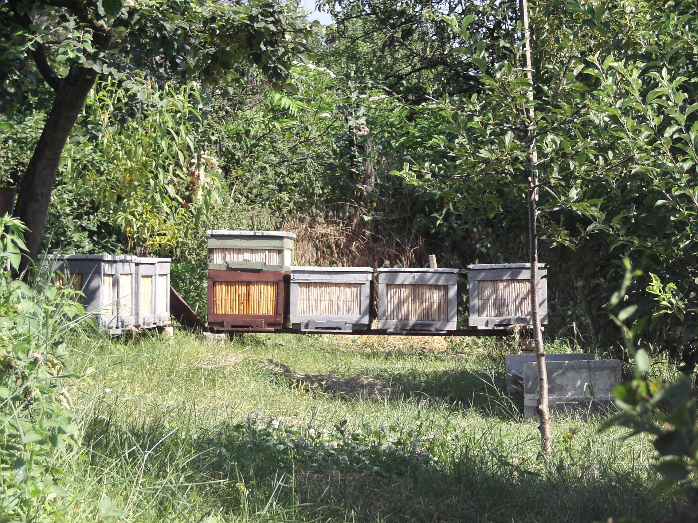 Méhkaptárak a szülői háznál