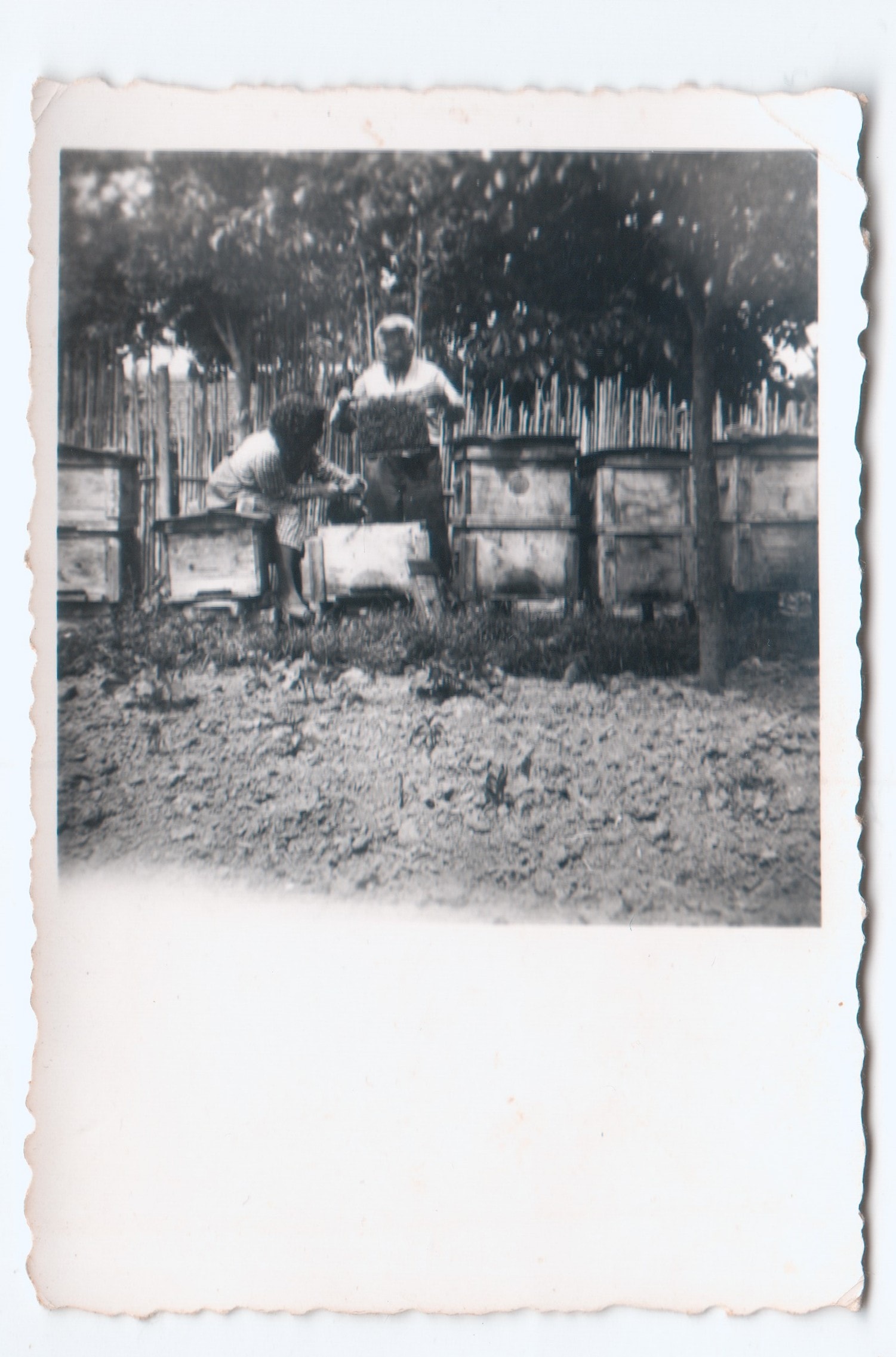 Dédszüleim Méhészkedés közben 1957 Hunor-Hunor rakodó kaptárral.